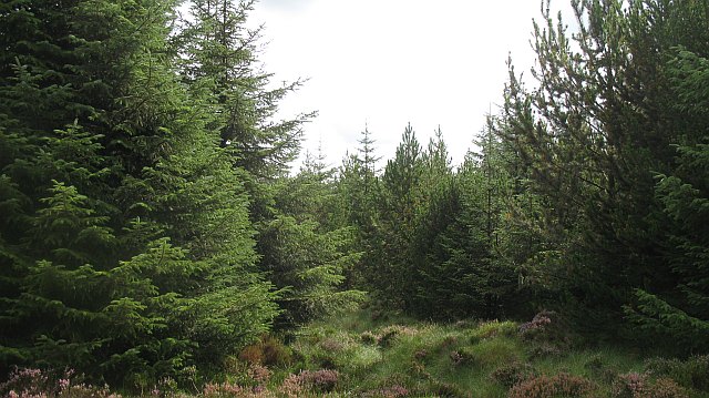 Sitka Spruce in Ireland