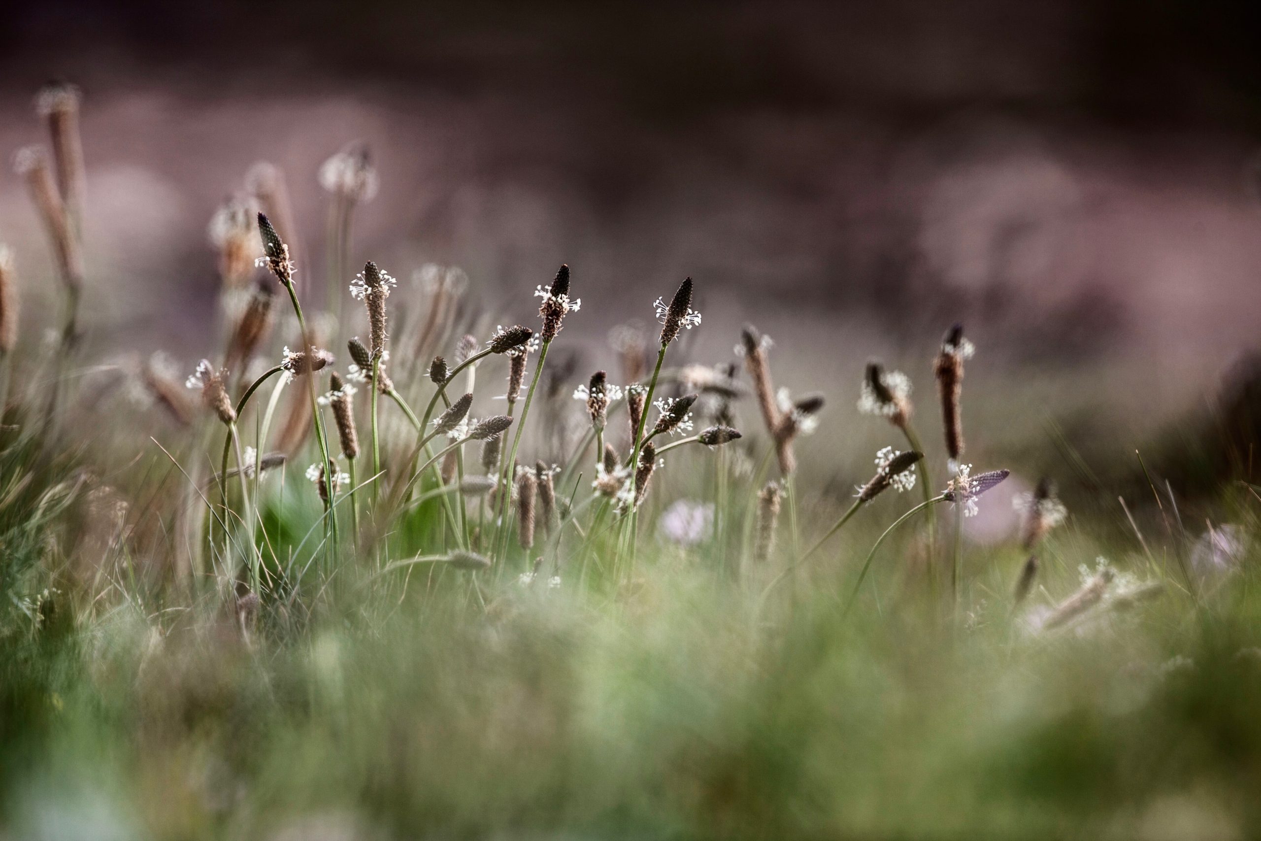 Biodiversity Plans in Ireland