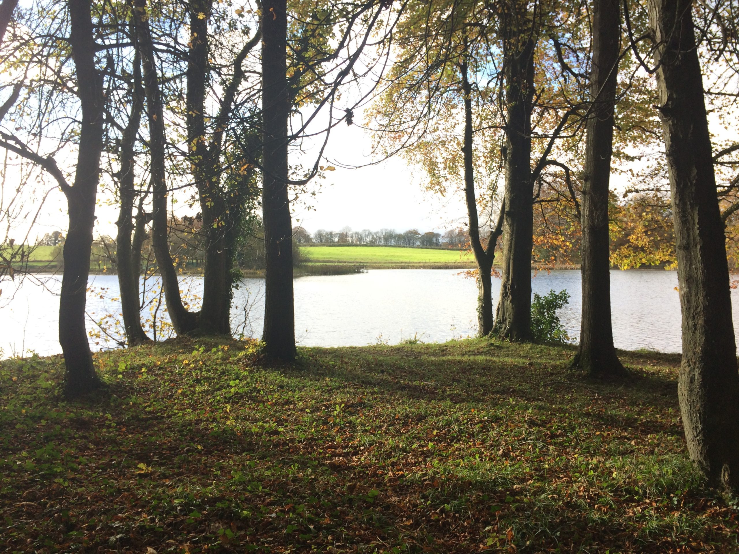 Ireland Forestry Management Plans