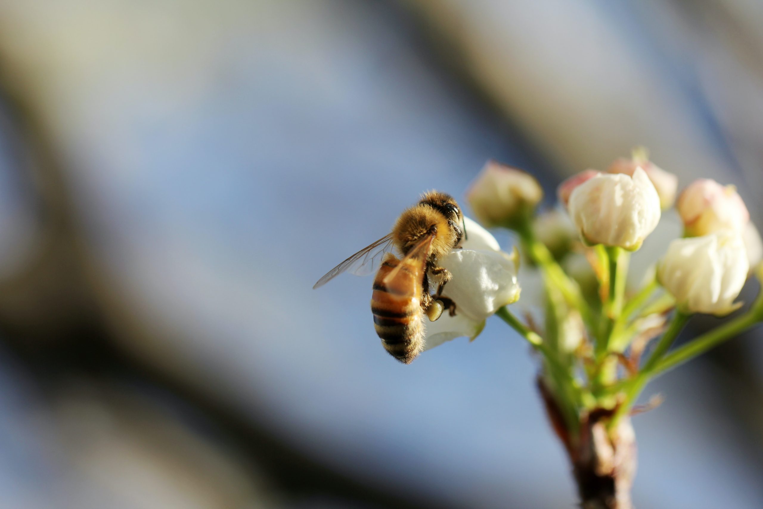 Ireland Pollinator Plan